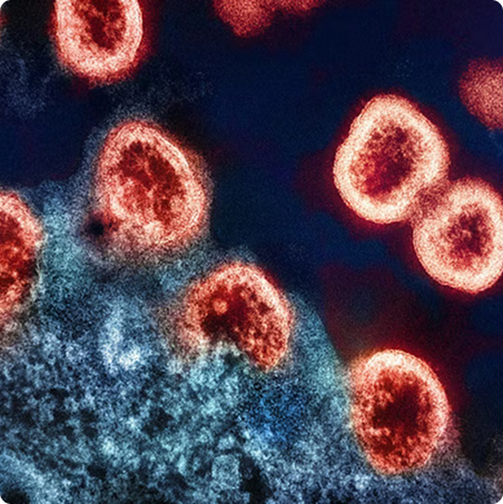 Immune Support Continues